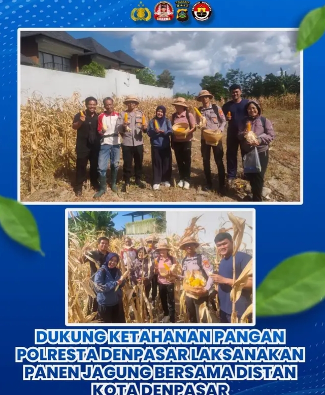Dukung Ketahanan Pangan, Polresta Denpasar Laksanakan Panen Jagung Bersama Distan Kota Denpasar
