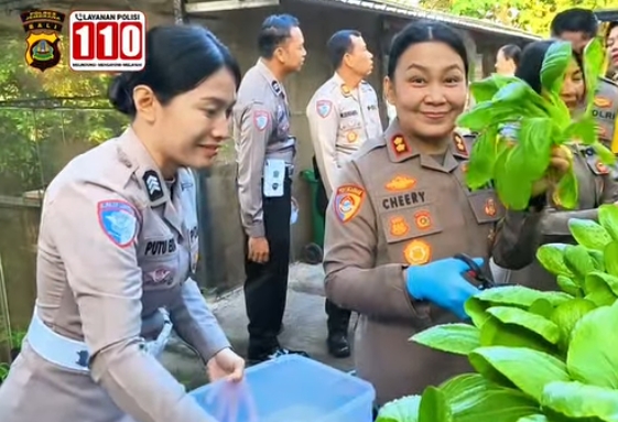 DUKUNG SWASEMBADA PANGAN NASIONAL, KAPOLRES JEMBRANA PIMPIN PANEN SAYUR DI P2B POLRES JEMBRANA