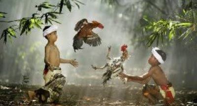 marak-perjudian-tajen-di-jembrana-ketua-formasi-kecam-jangan-ada-kongkalikong-dan-upeti